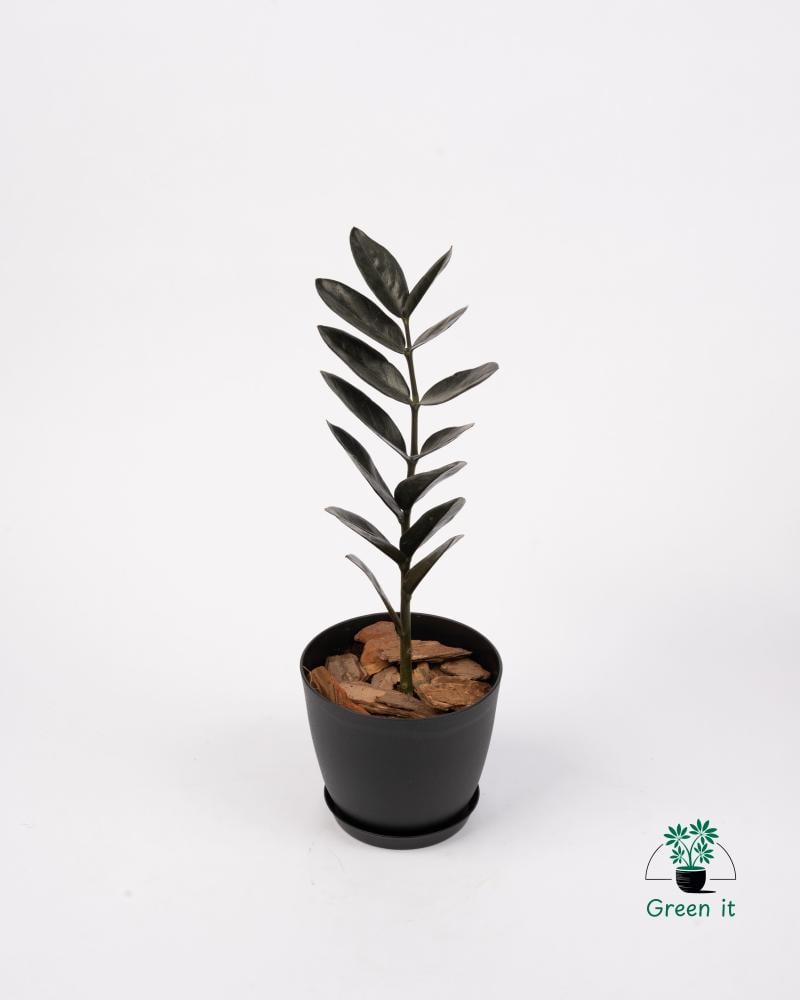الزاميا (اسود) zamiifolia (black)
