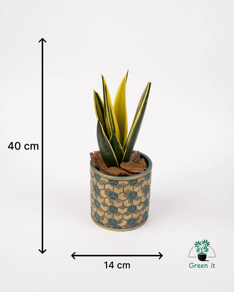 جلد النمر ( صبار )