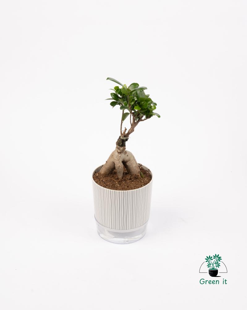 البونساي - ري ذاتي