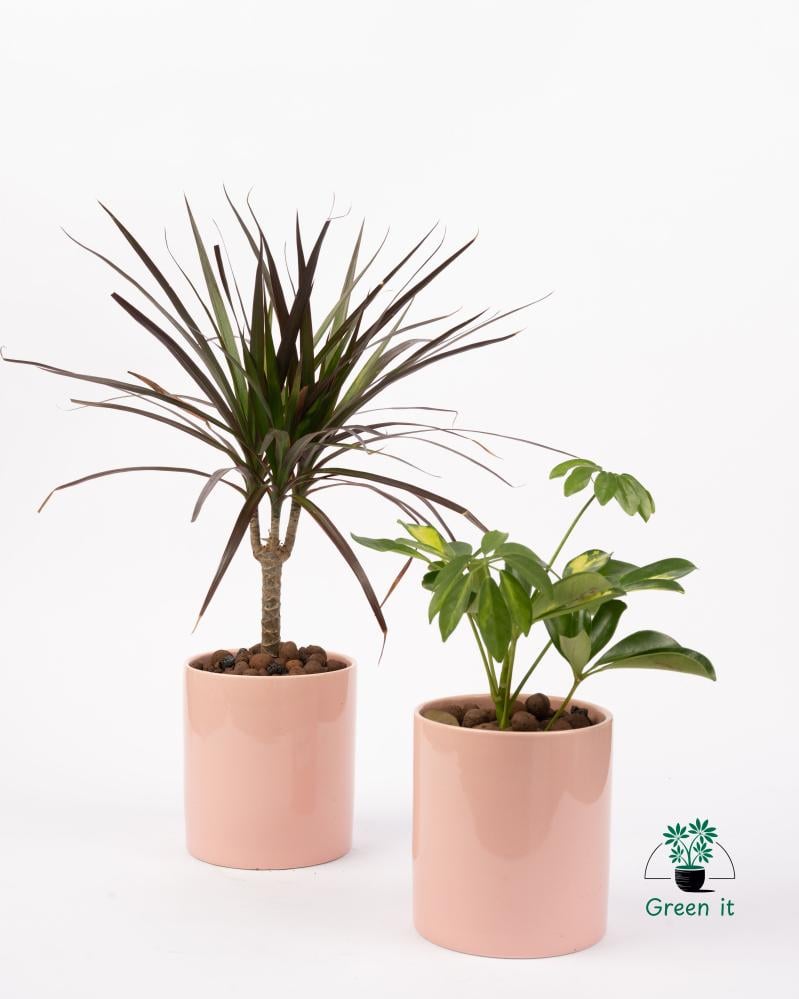 نبات الدراسينا مارجيناتا