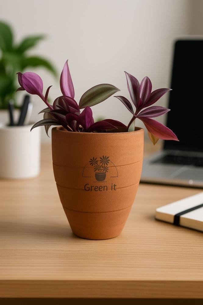 نبتة المكحلة في إناء فخار