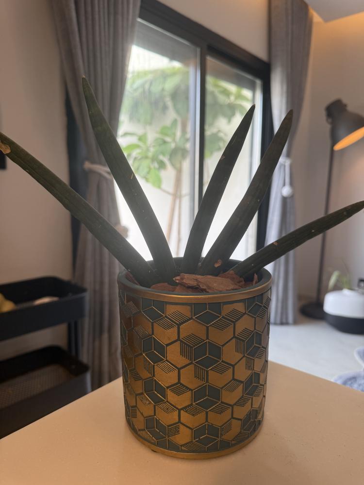 سنسيفيريا سلنديريكا ( صبار )