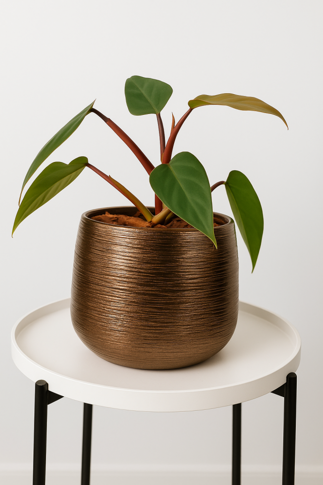 philodendron فديدوندون