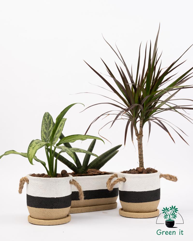 اجلونيما  الأسمنت بفوهة مستديرة