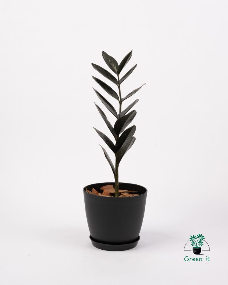 الزاميا (اسود) zamiifolia (black)
