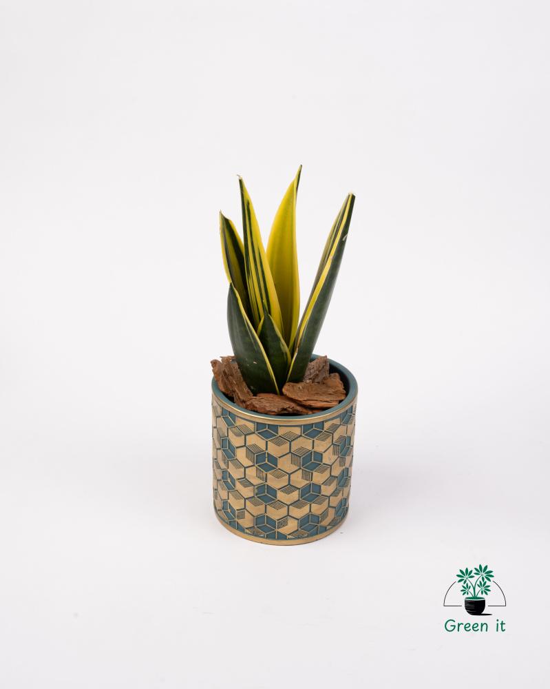 جلد النمر ( صبار )