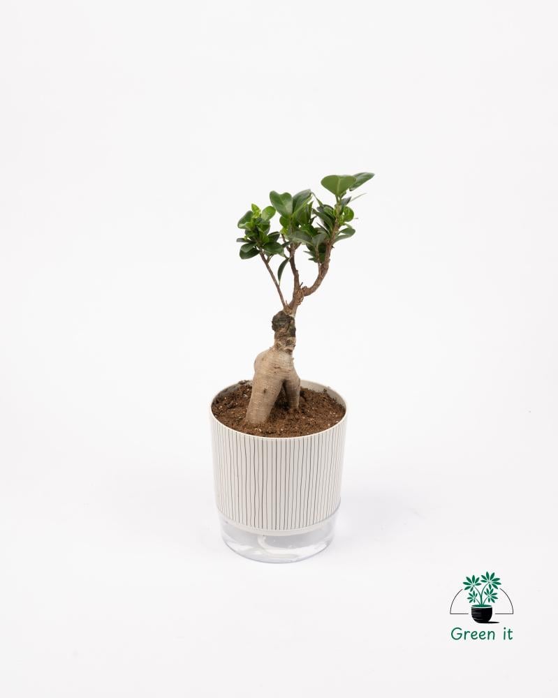 البونساي - ري ذاتي