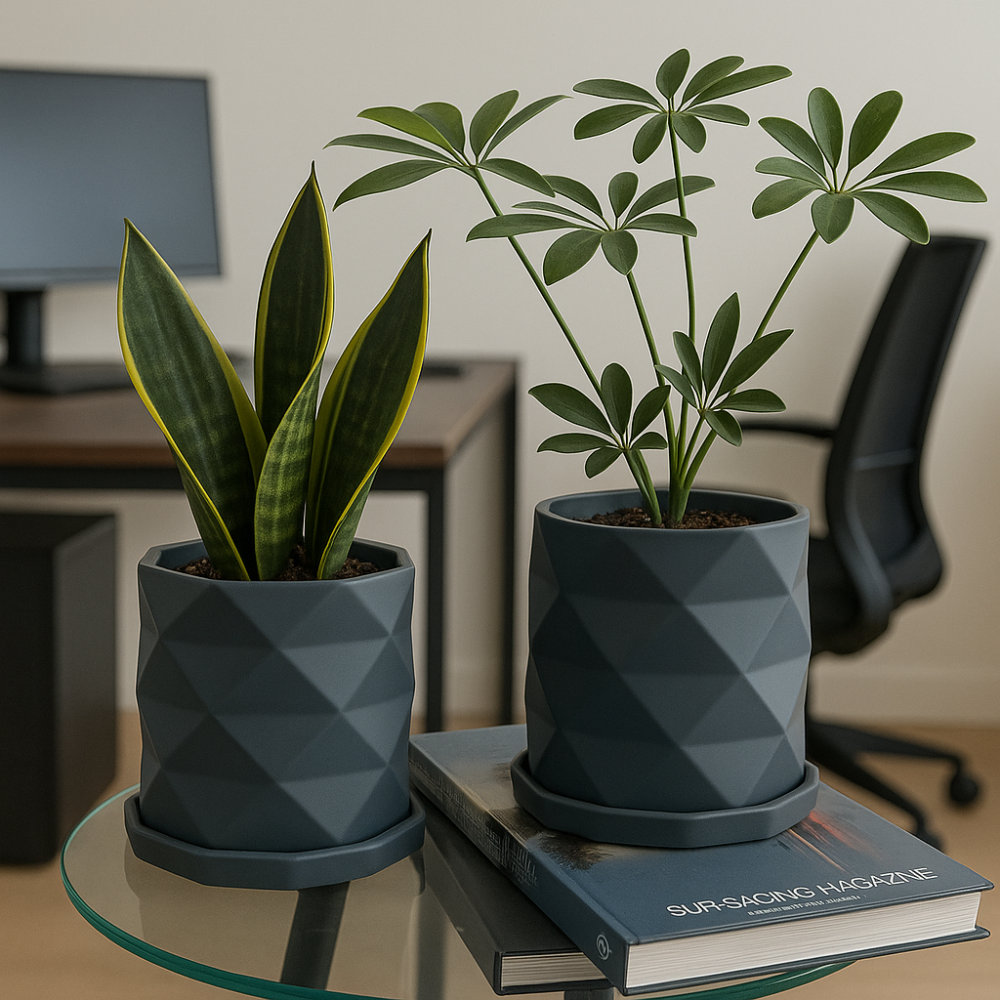 صبار Snake Plant + نبته الشفليرا سراميك