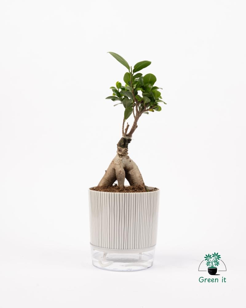 البونساي - ري ذاتي