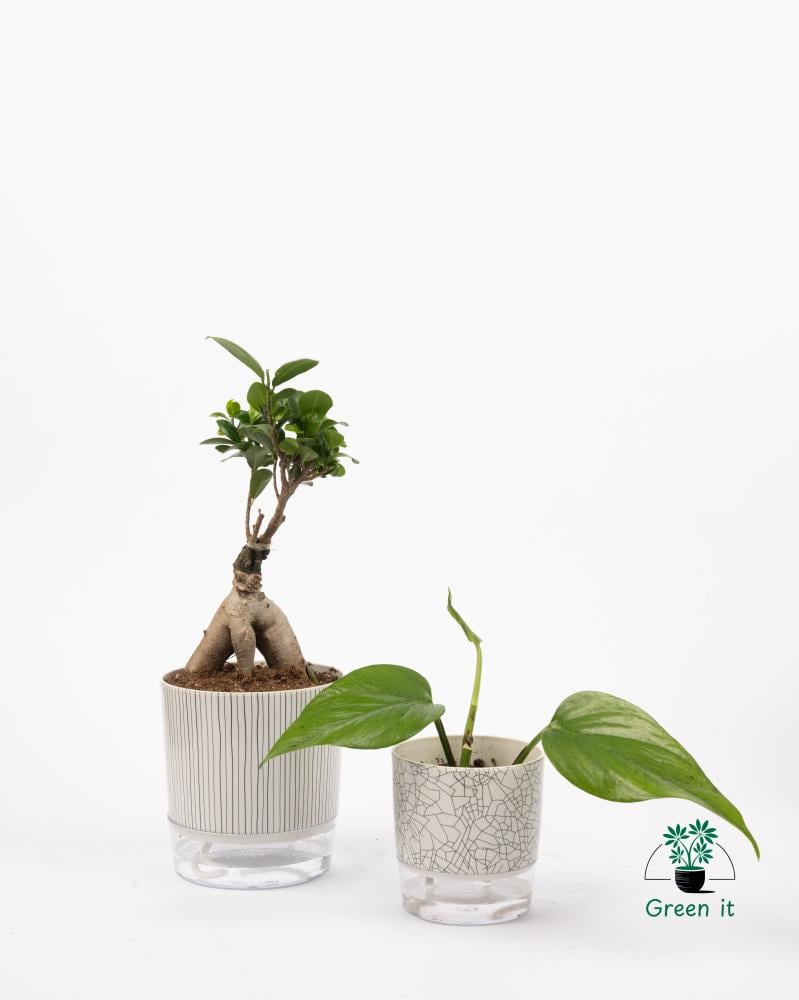 البونساي - ري ذاتي