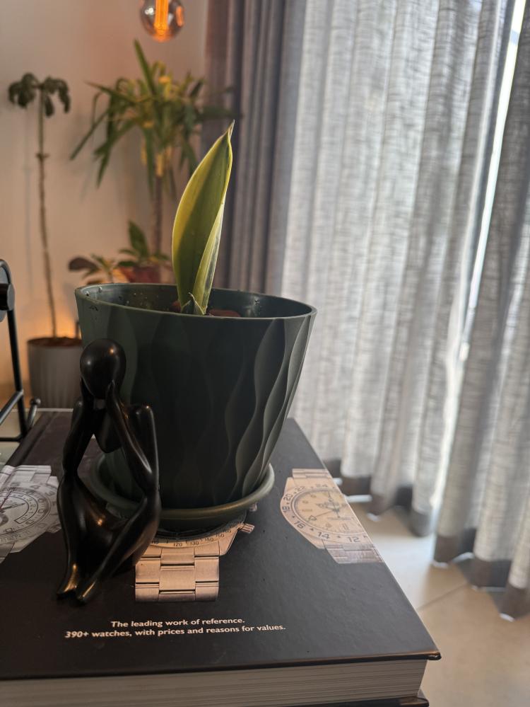 سانسيفيريا (Sansevieria