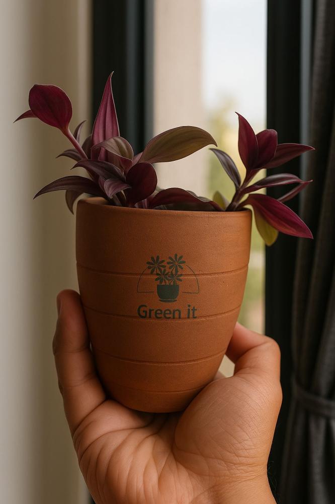 نبتة المكحلة في إناء فخار