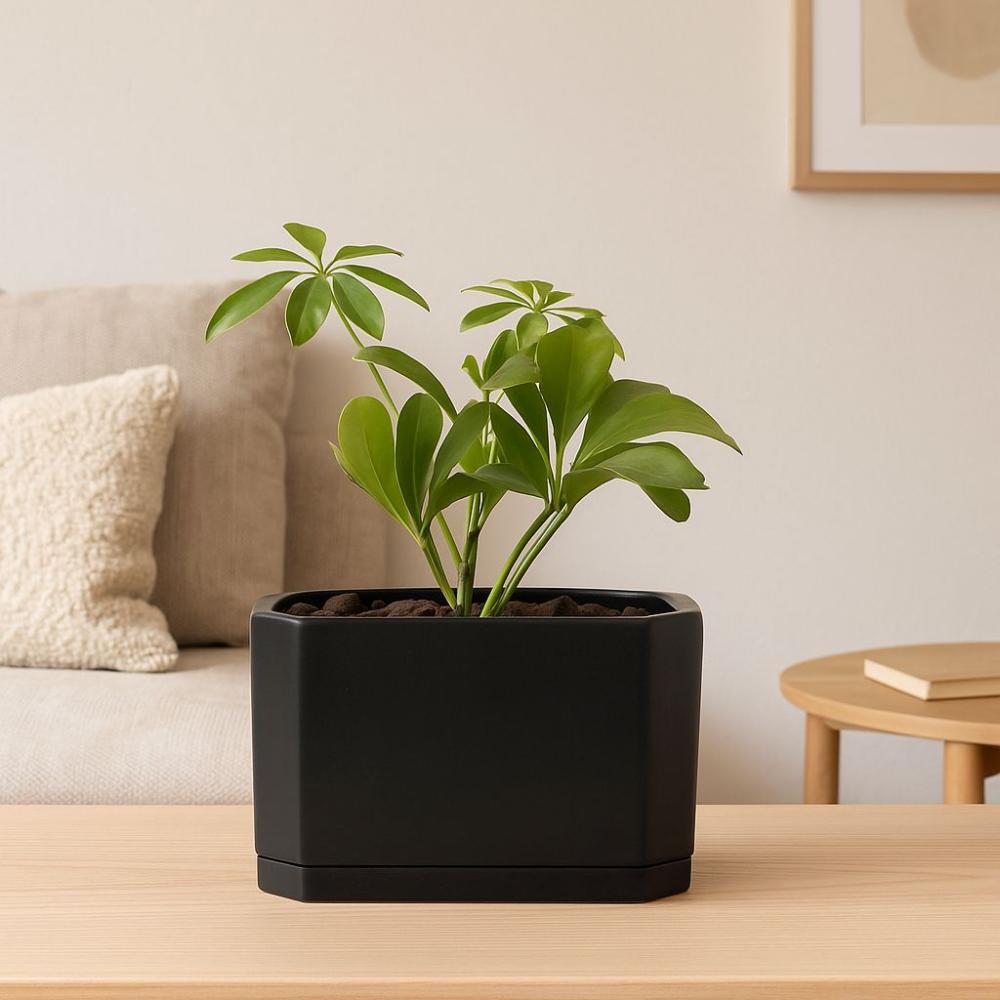 نبته الشفليرا سراميك بفوهة مستطيل اسود