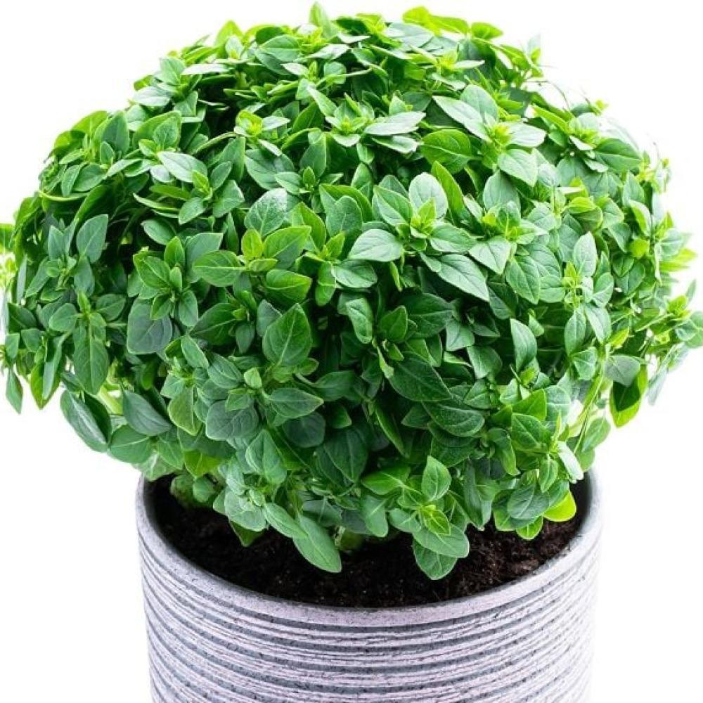 بذور الريحان اليوناني القزمي ( Ocimum basilicum )