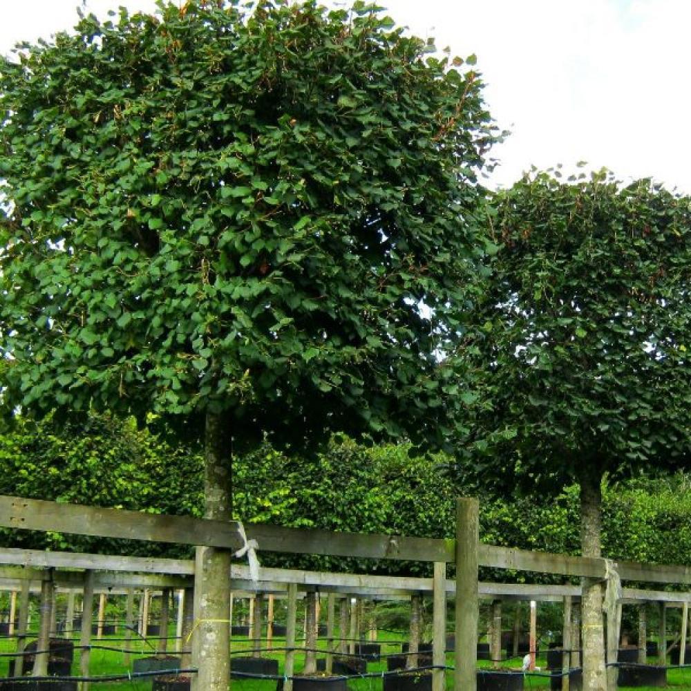 بذور شجرة الزيزفون الهولندي ( Tilia platyphyllos )