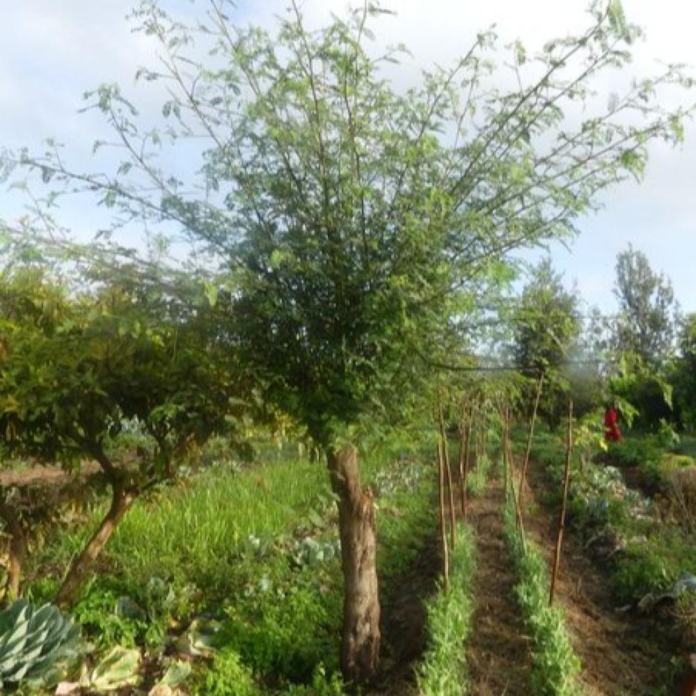بذور شجيرة السيسبان الاصفر ( Sesbania sesban )