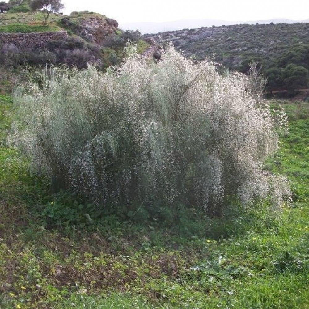 بذور شجيرة الرتم ( Retama raetam )