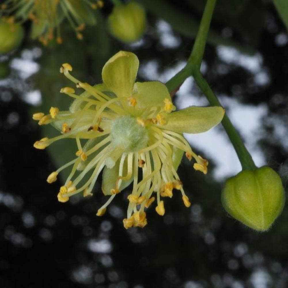 بذور شجرة الزيزفون الهولندي ( Tilia platyphyllos )