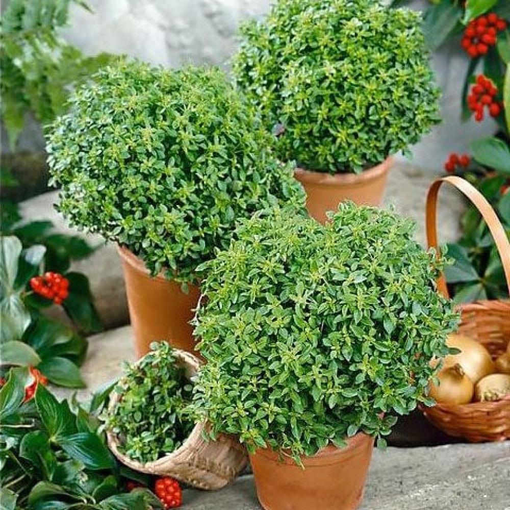 بذور الريحان اليوناني القزمي ( Ocimum basilicum )