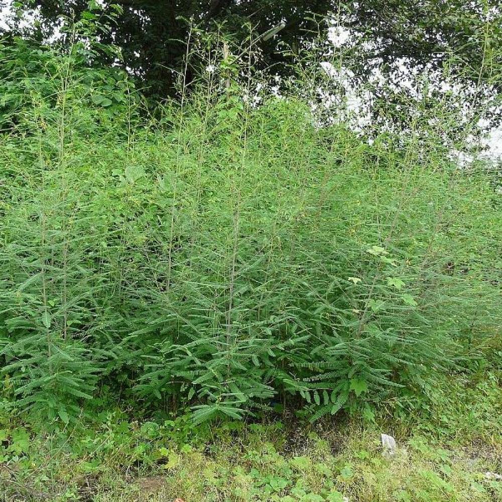 بذور شجيرة السيسبان الاصفر ( Sesbania sesban )