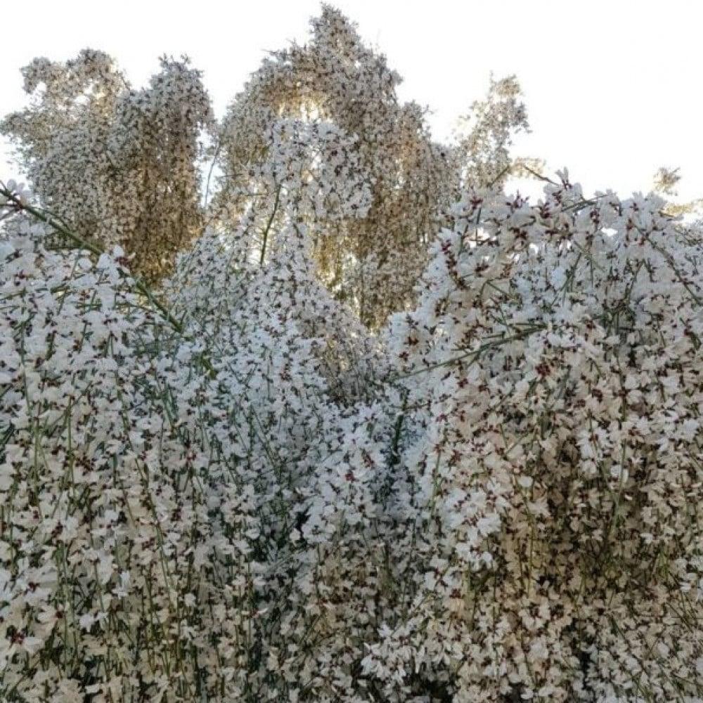 بذور شجيرة الرتم ( Retama raetam )