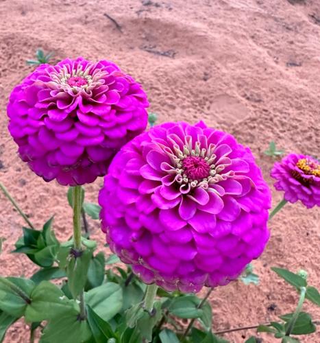 بذور زهرة الزينيا الارجوانية ( Zinnia elegans )