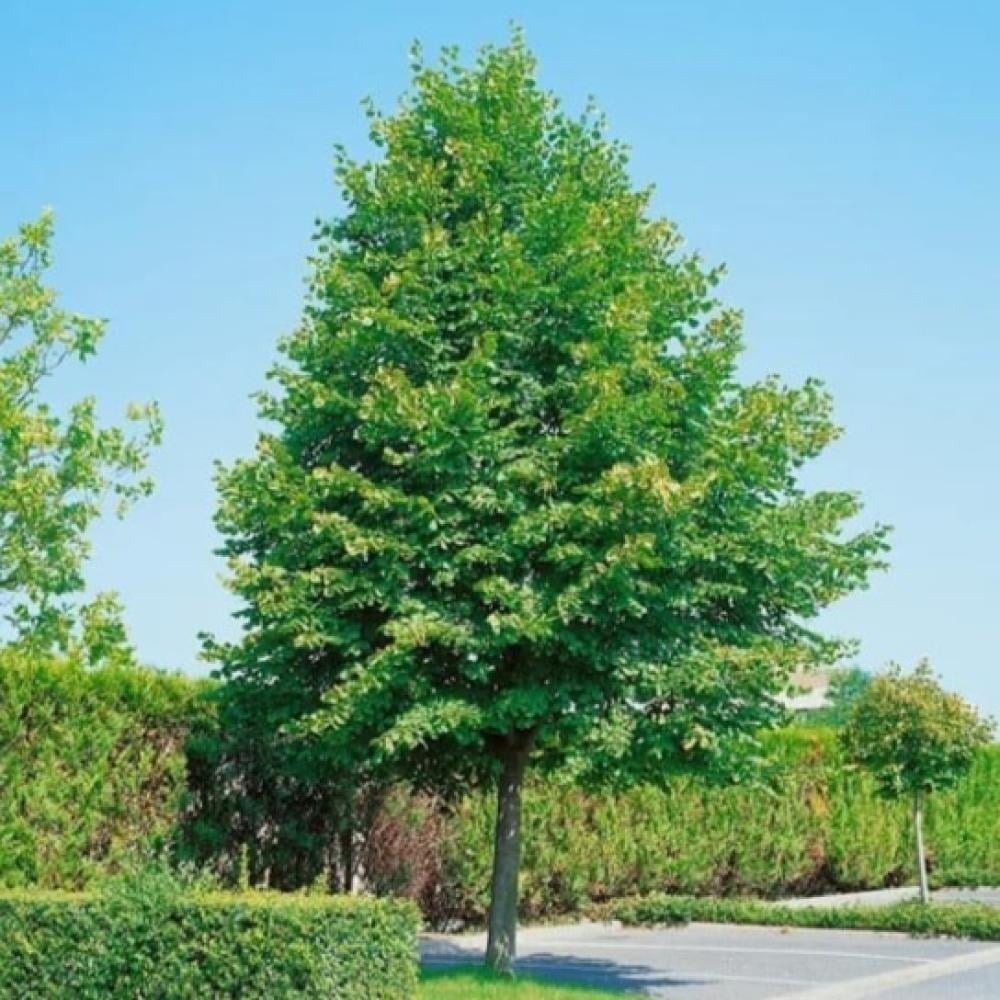 بذور شجرة الزيزفون الهولندي ( Tilia platyphyllos )