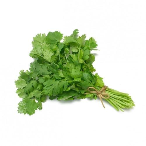 بذور نبات الكزبرة ( Coriandrum sativum )