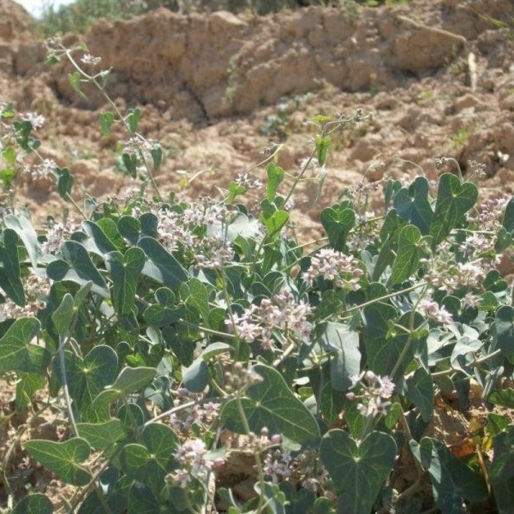 بذور متسلقة العليق المدبب - المديد ( Cynanchum acutum )