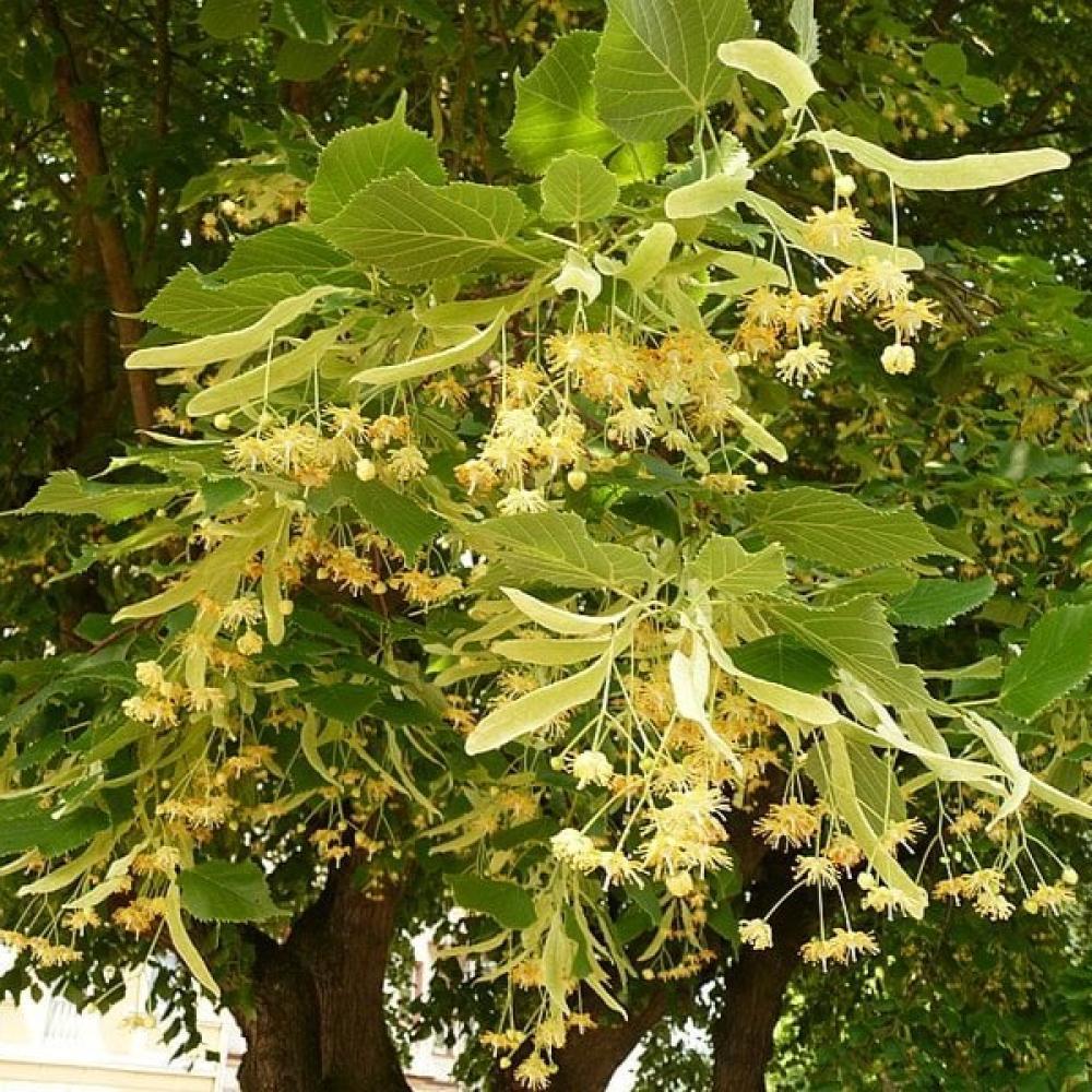 بذور شجرة الزيزفون الهولندي ( Tilia platyphyllos )