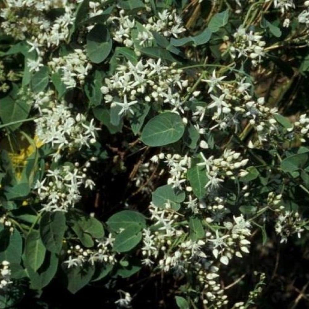 بذور متسلقة العليق المدبب - المديد ( Cynanchum acutum )