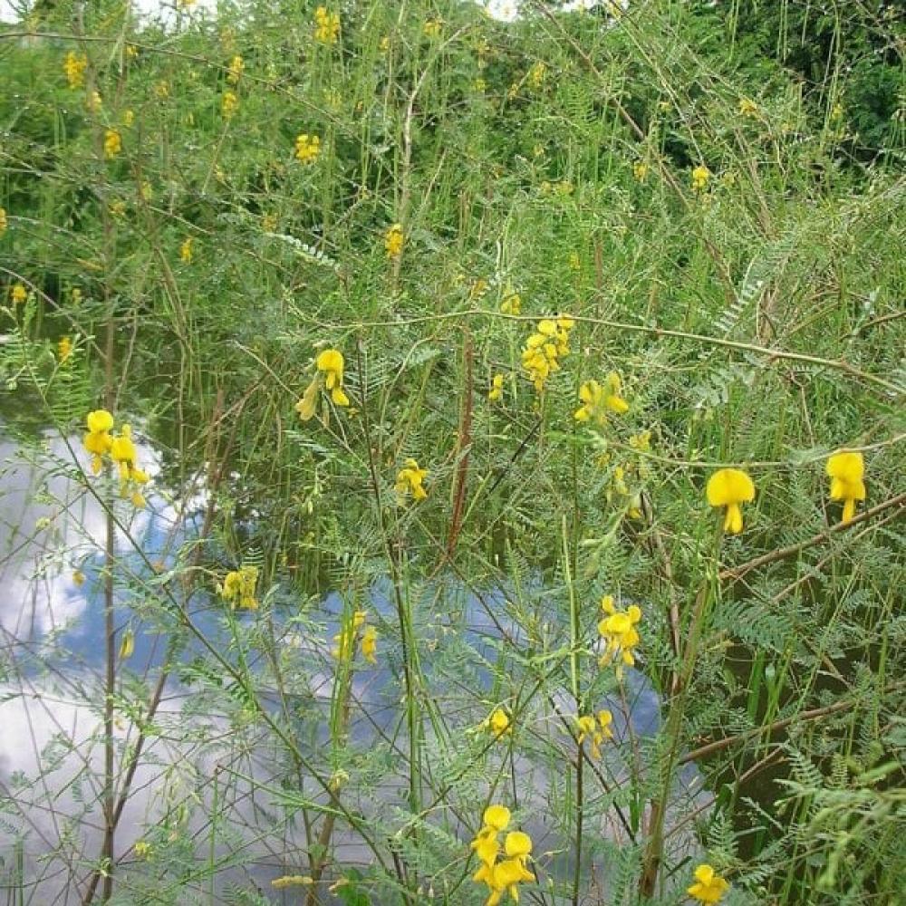 بذور شجيرة السيسبان الاصفر ( Sesbania sesban )