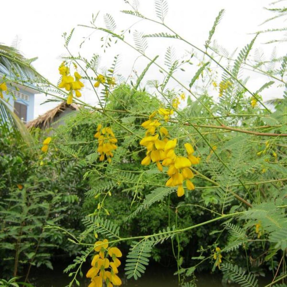 بذور شجيرة السيسبان الاصفر ( Sesbania sesban )