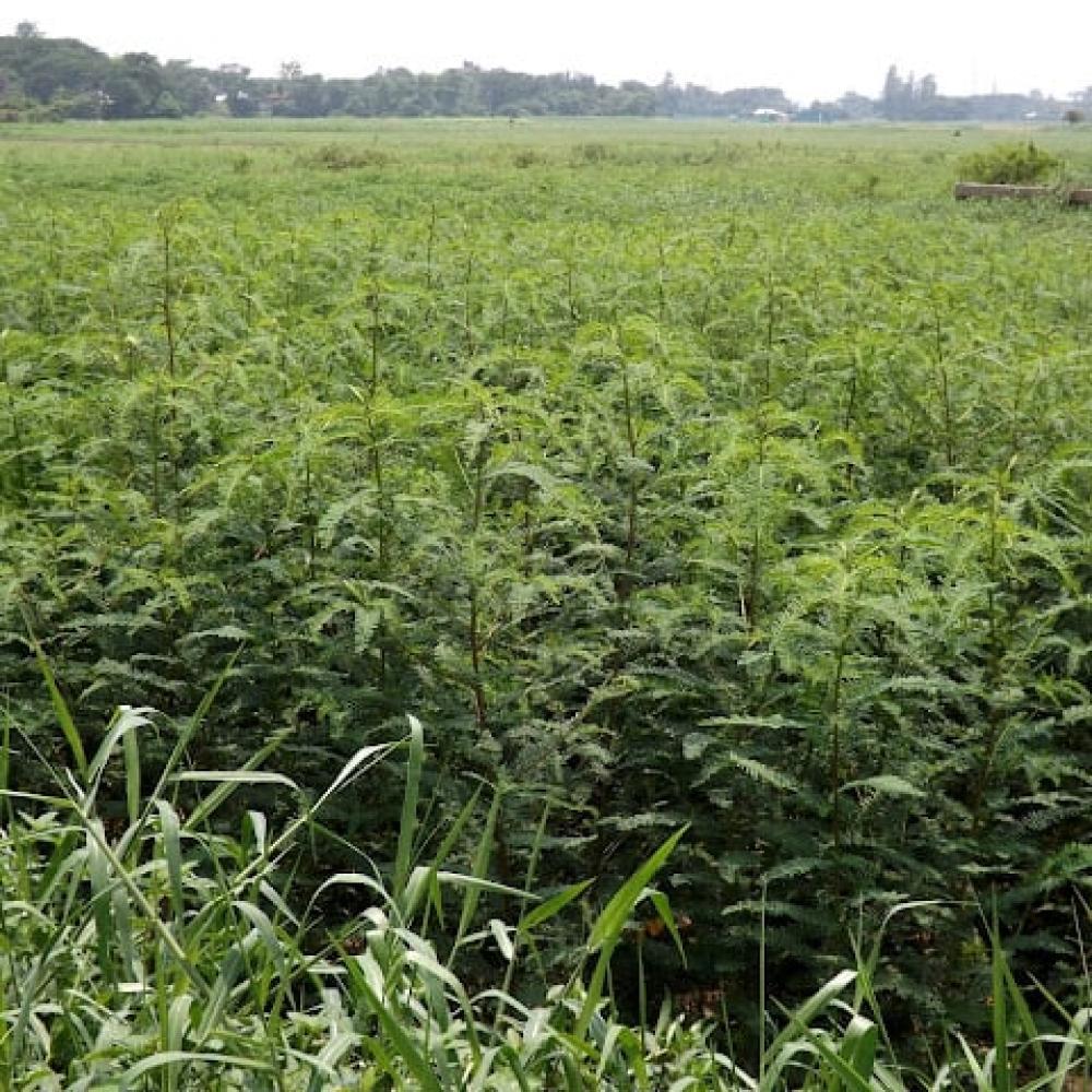 بذور شجيرة السيسبان الاصفر ( Sesbania sesban )