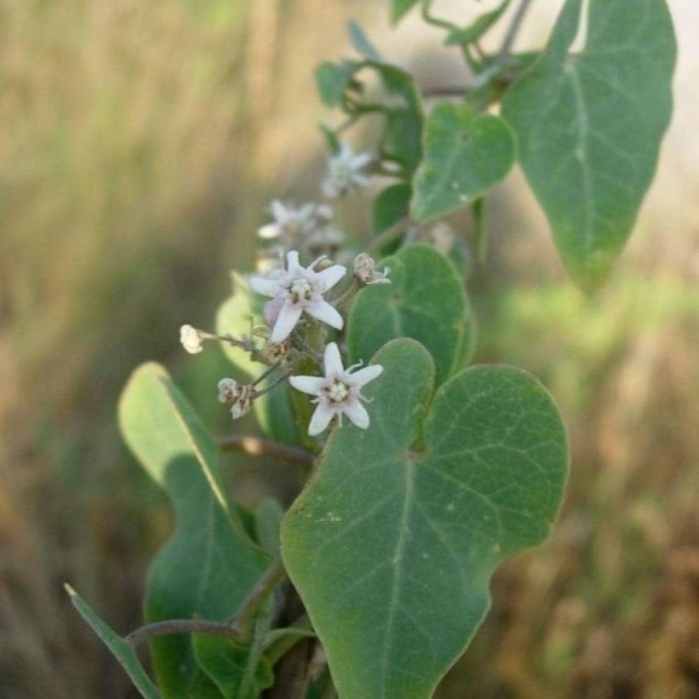 بذور متسلقة العليق المدبب - المديد ( Cynanchum acutum )