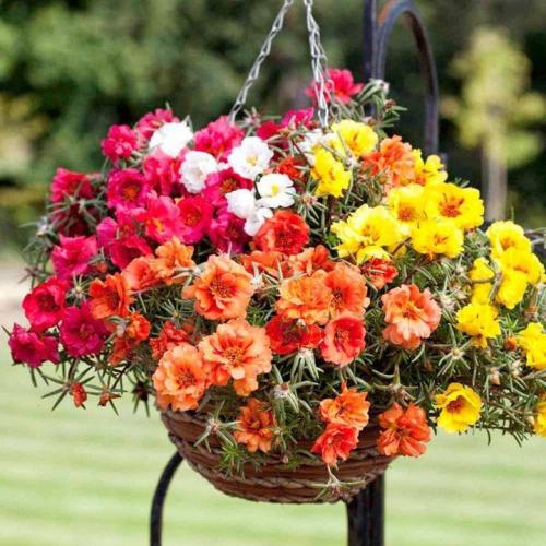 بذور رجلة الزهور - بورتولاكا ( portulaca grandiflo...