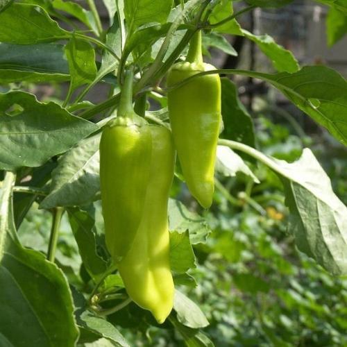 بذور الفلفل الحار الاخضر ( Capsicum annuum )