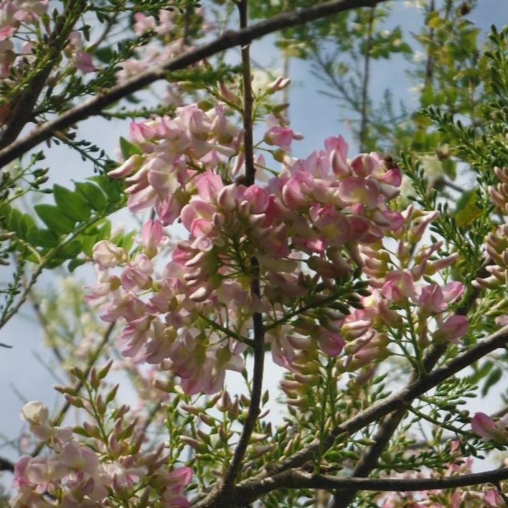بذور شجرة الليلك المكسيكي ( Gliricidia sepium )