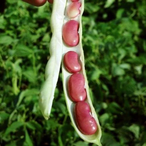بذور الفاصوليا الحمراء ( Phaseolus vulgaris )