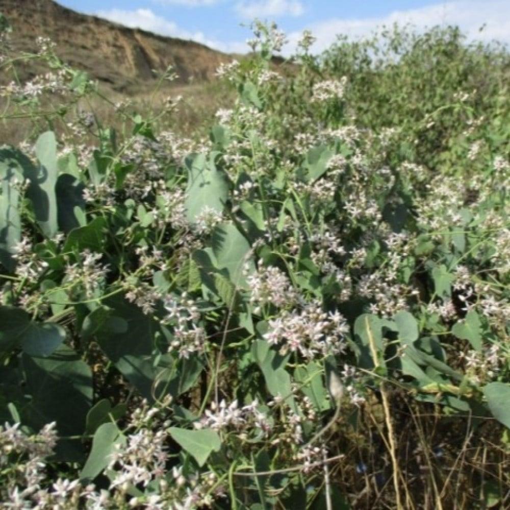 بذور متسلقة العليق المدبب - المديد ( Cynanchum acutum )