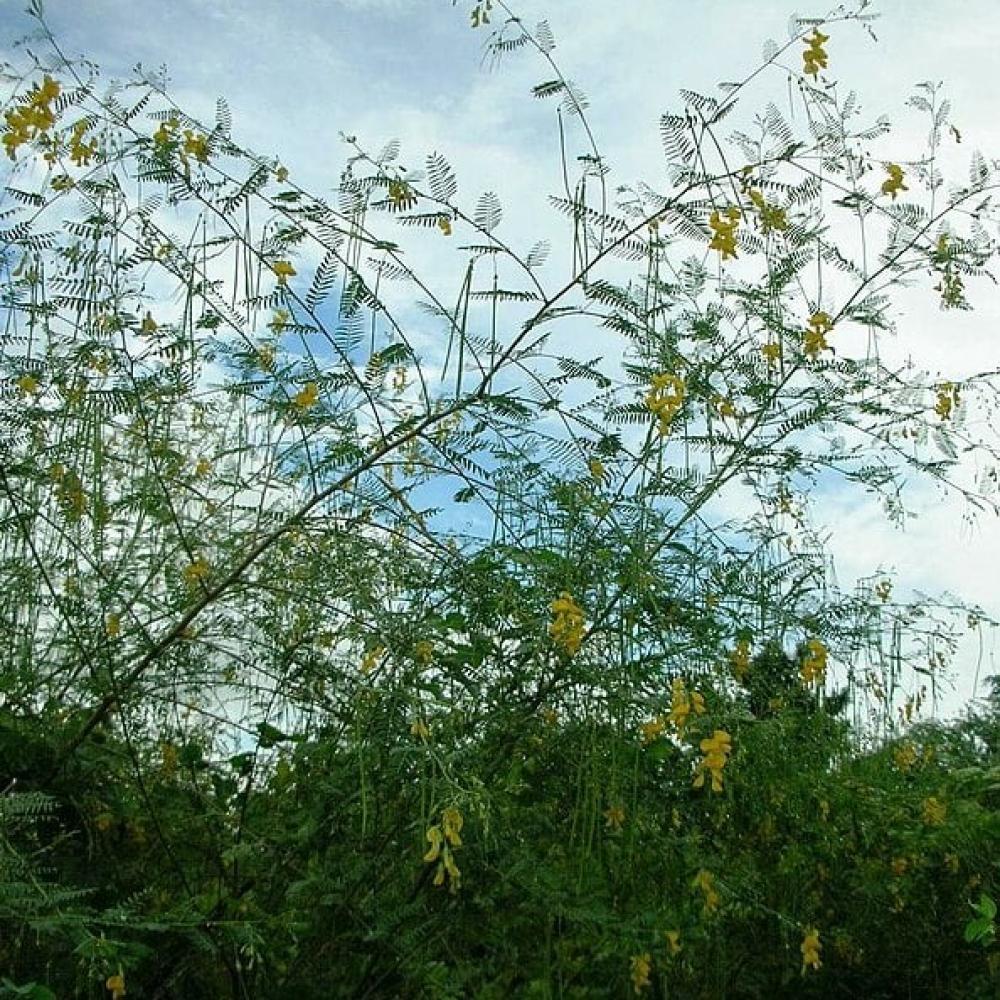 بذور شجيرة السيسبان الاصفر ( Sesbania sesban )