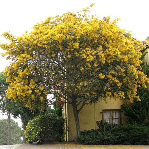 بذور شجرة أكاسيا بيليانا ( Acacia baileyana )