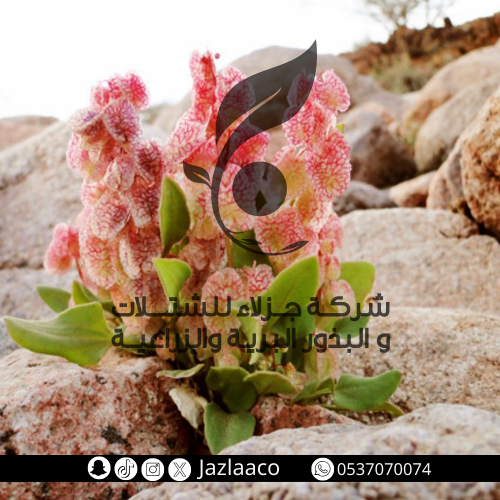 بذور حميض - حماض - Rumex vesicarius