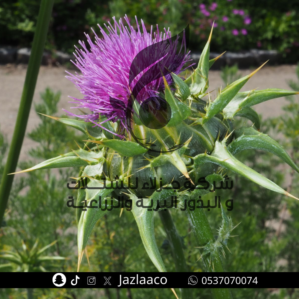 بذور حرشف بري - Silybum marianum