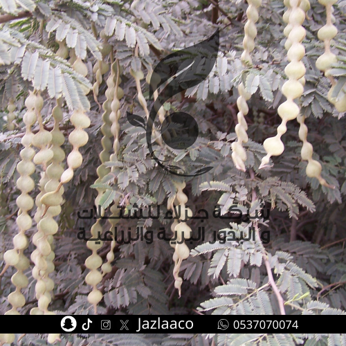 بذور قرض افريقي - سنط نيلي - Acacia nilotica