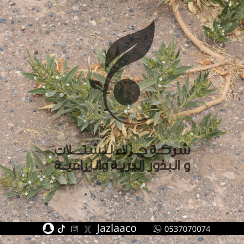 بذور حرمل - Rhazya stricta