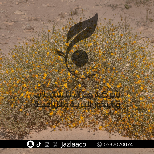 بذور عرفج - Rhanterium epapposum