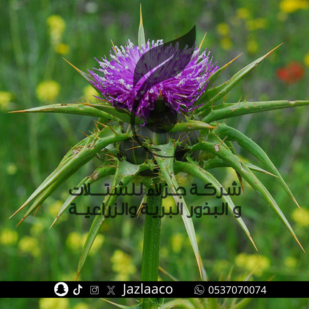 بذور حرشف بري - Silybum marianum