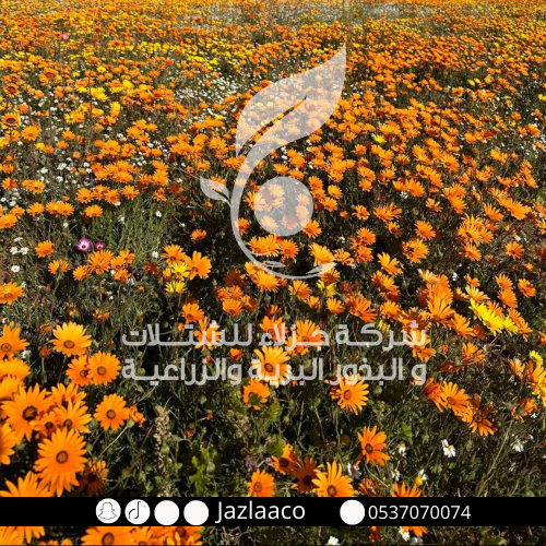 بذور اقحوان افريقي - Dimorphotheca app