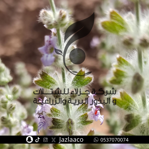 بذور غبيشة - شجرة الغزال - Salvia aegyptiaca